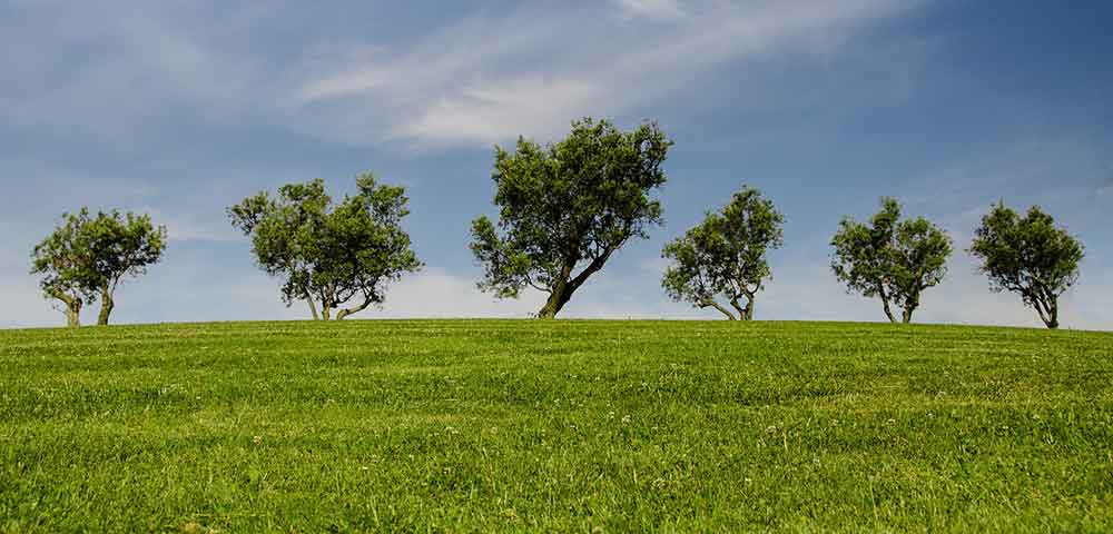 alberi-e-imprese